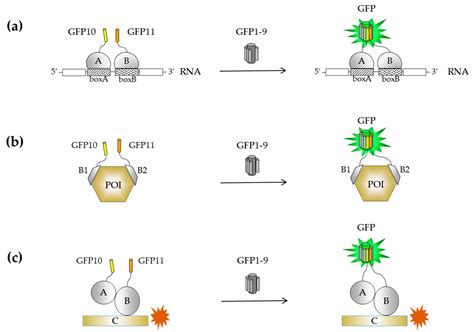 sfgafp|Development and Applications of Superfolder and Split Fluorescent.